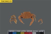 藏品(整潔短槳蟹)的圖片